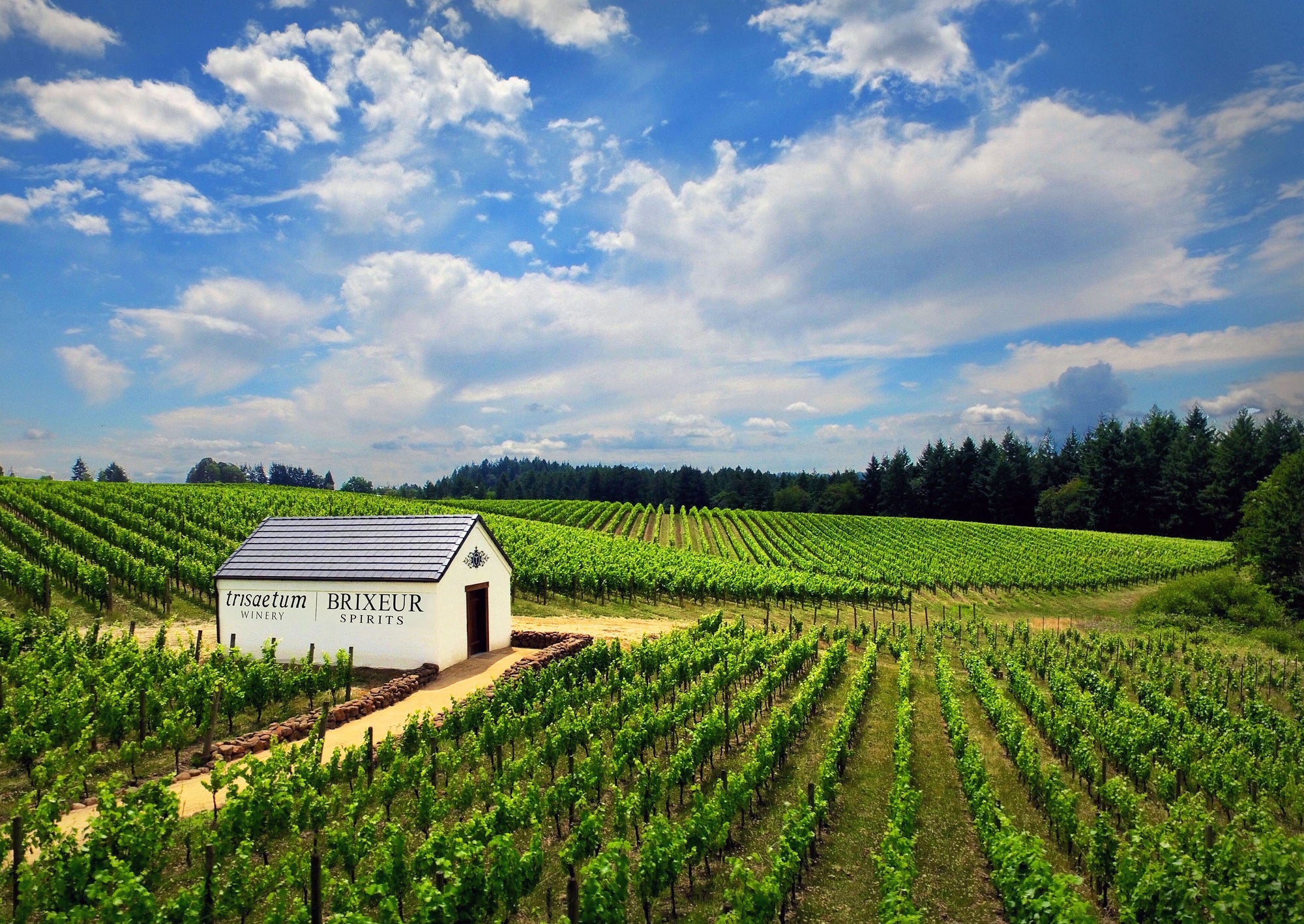 Healthy Vineyards, Healthy Botanicals: A Thriving Biodiversity